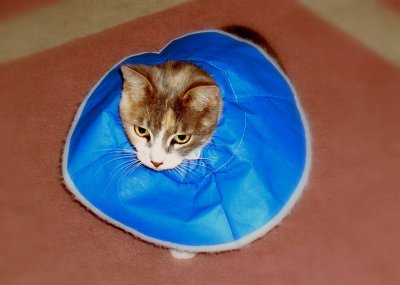 Little kitten Squeaky, after Vet visit. The collar was bigger than she was.
