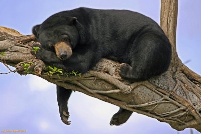 Malayan Sun Bear