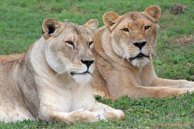 African Lioness pair