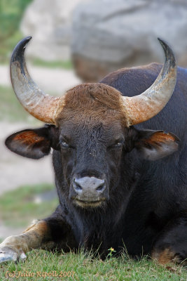 Indian Gaur