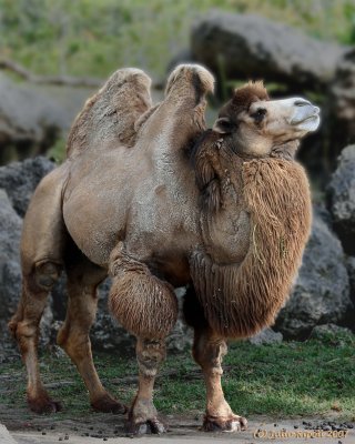 Double Hump Camel