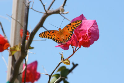 Butterfly