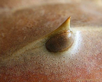 Macro Photography