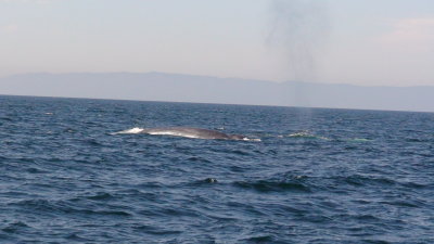 blue whale.JPG