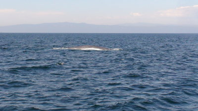 blue whale 2.JPG