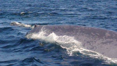 blue whale almost swimming under our boat.JPG