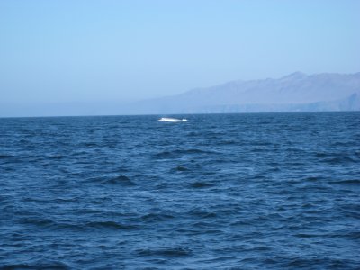 blue whale 3.JPG