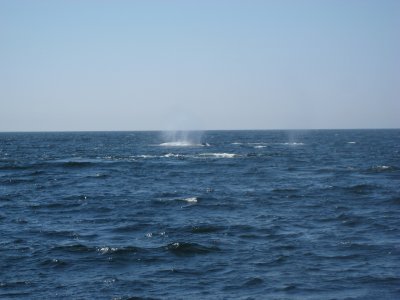 blue whale blow.JPG