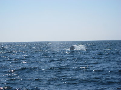 blue whale surfacing.JPG