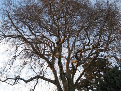 La beaut d'un arbre en hiver