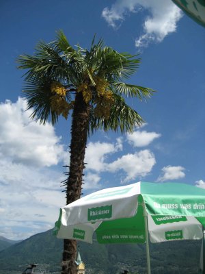 Image insolite : un palmier et un parasol Rhznser