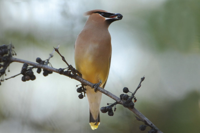 Cedar Waxwing