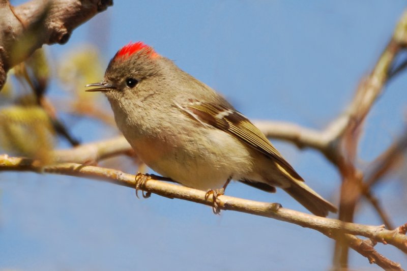 Ruby-crowned Kinglet