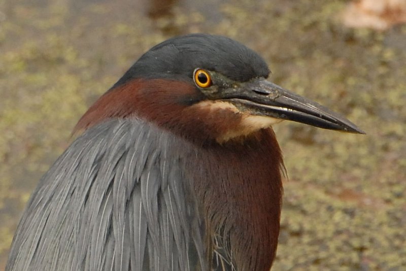 Green Heron