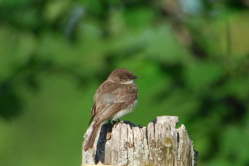 Eastern Phoebe