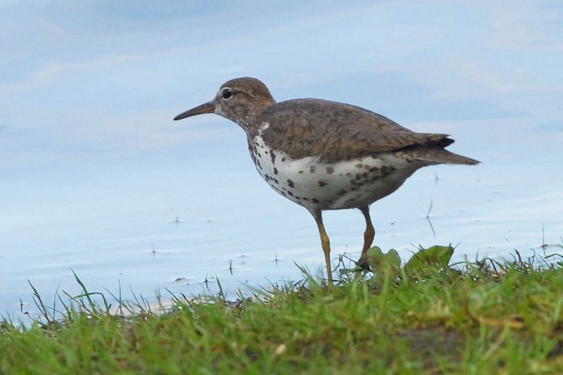 Spotted Sandpiper