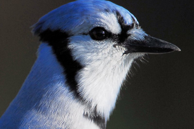 Blue Jay