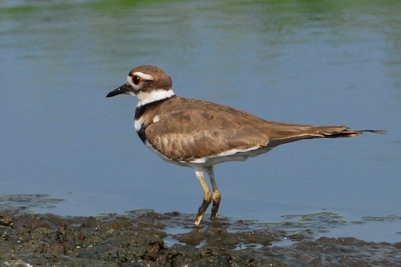 Killdeer