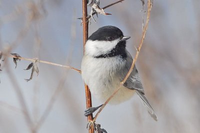 Black Capped Chickadee