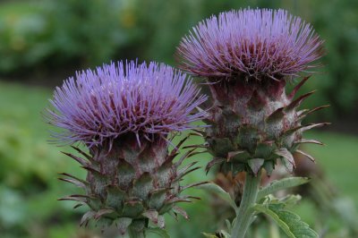 Scotch Thistle