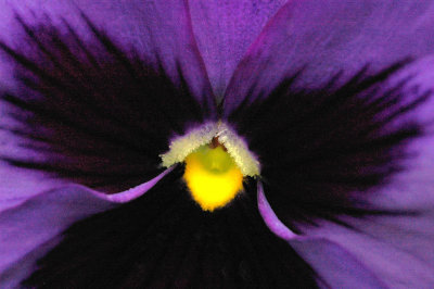 Pansy