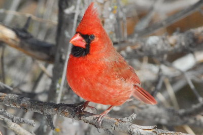 Northern Cardinal