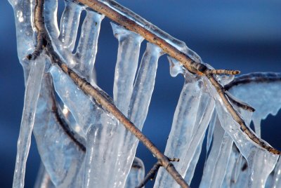  Ice laden branches along Ottawa River