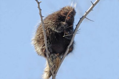 Porcupine