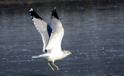 Ring-billed Gull