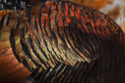 Wild Turkey Iridescent feathers