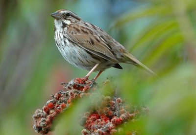Song Sparrow