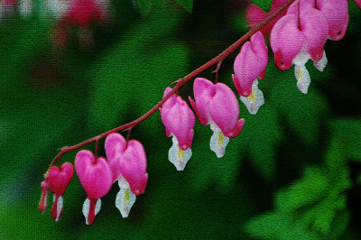 Bleeding Heart