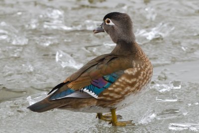 Wood Duck (Female)