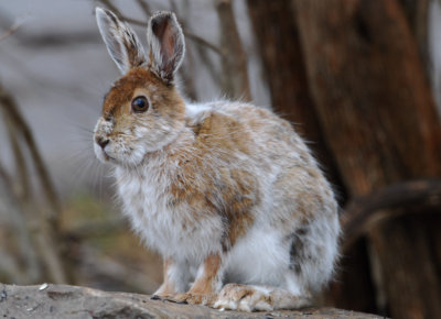 Snowshoe Hare