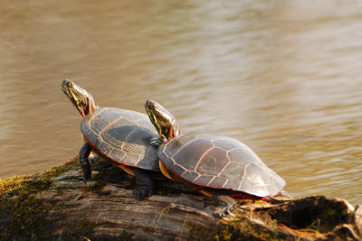 Eastern  Painted Turtles