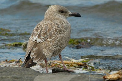 Herring Gull  (First year)
