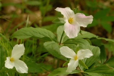 Trilliums