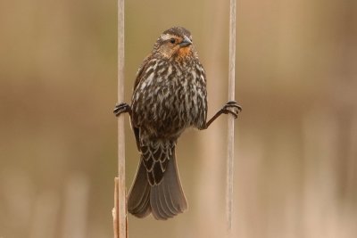 Female Red-winged Blackbird