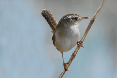Marsh Wren