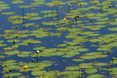 Pond Lily Pads