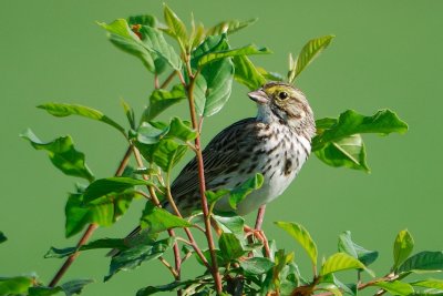 Savannah Sparrow