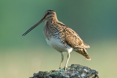 Common Snipe