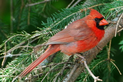 Northern Cardinal