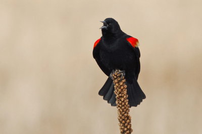Red-winged Blackbird