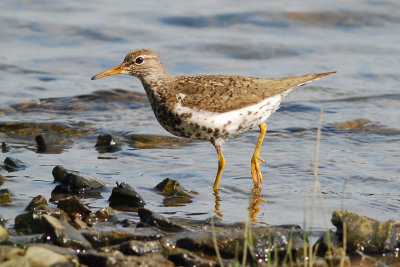 Spotted Sandpiper
