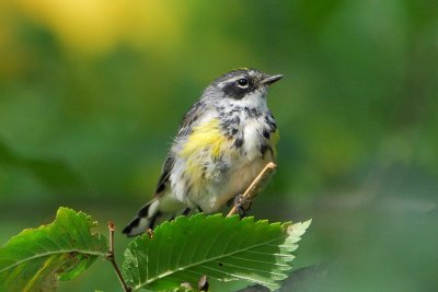 Yellow-rumped Warbler