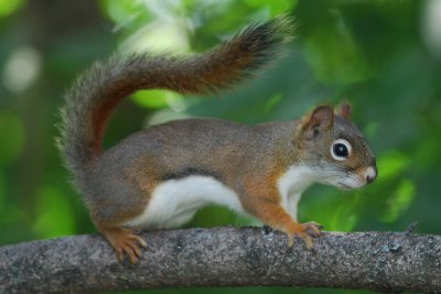 Red Squirrel