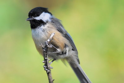 Black-capped Chickadee