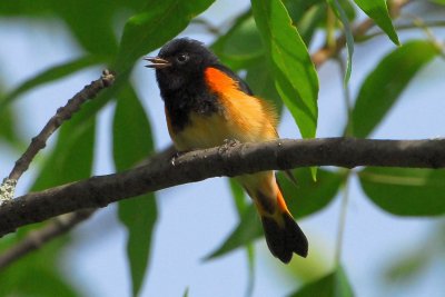 American Redstart