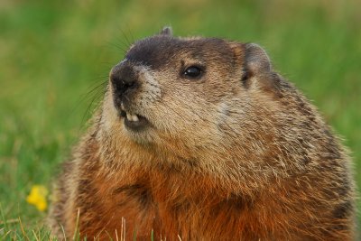 Woodchuck